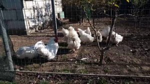 Куры Мини Мясные 29.04.20