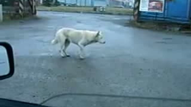 Videogaga.ru