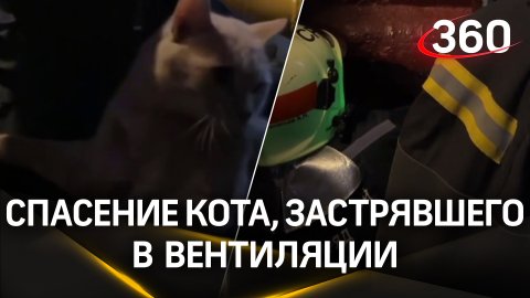 Кадры вызволения застрявшего кота в московской многоэтажке. Его заметил ребёнок и вызвал спасателей