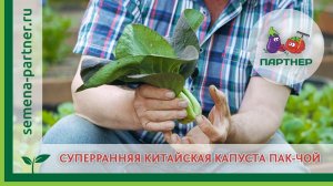 Суперранняя китайская капуста Пак-Чой !