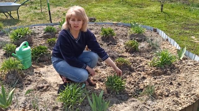 КЛУМБА ИЗ САМЫХ КРАСИВЫХ И НЕПРИХОТЛИВЫХ МНОГОЛЕТНИКОВ. Гибискус, гайлардия, газания, ирисы смотреть онлайн