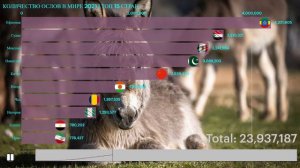 Где все ослы? Количество ослов в мире рейтинг по странам | Ословодство 2021 | Анимированый график