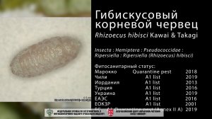 Гибискусовый корневой червец (Rhizoecus hibisci Kawai & Takagi)