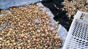 Дела житейские. Как хранить лук севок. Солим утку.