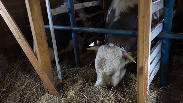 Последние замеры перед пастбищем. Бык 606 кг. смотреть онлайн