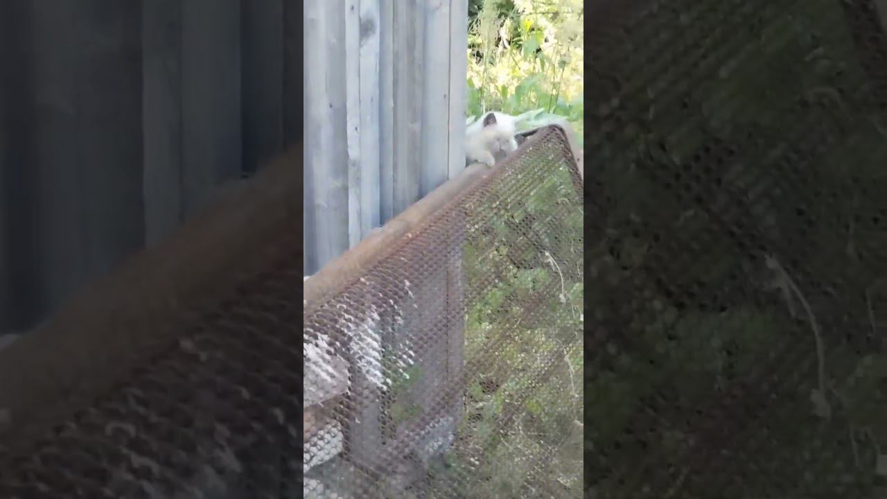 котята смотреть онлайн