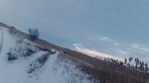 Охота на фазана с собакой - легавой Эпаньоль Бретон. Работа Бретона в камышах..mp4