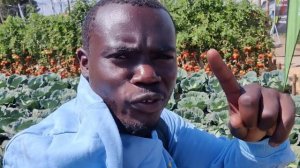 Какие местные овощи выращивают в Африке, ЗАМБИЯ