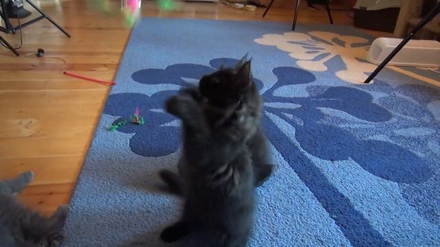 Котята мейн-кун 2.5 месяца