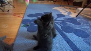 Котята мейн-кун 2.5 месяца