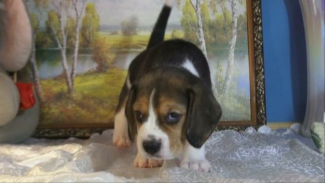 Продаю щенков бигля Астрахань. смотреть онлайн