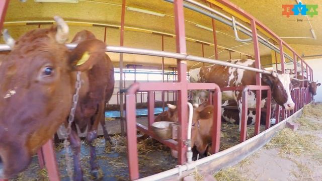 Evaline смотреть онлайн