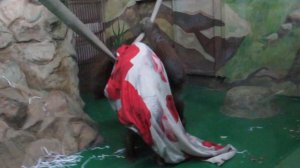 Орангутаны Бату, Мишель и покрывало 30.12.18