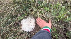 Ложносвинуха Рядовковидная!Гриб-Гигант!Жировик!Leucopaxillus Lepistoides!