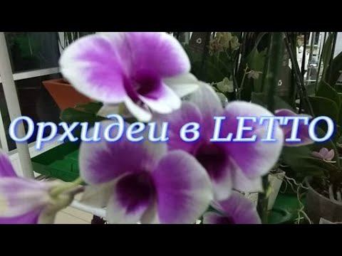 Свежий завоз орхидей  в LETTO