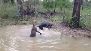 кенгуру пытается утопить собаку