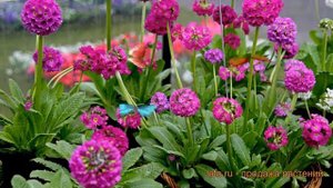 Примула мелкозубчатая (primula denticulata) ? примула обзор: как сажать саженцы примулы