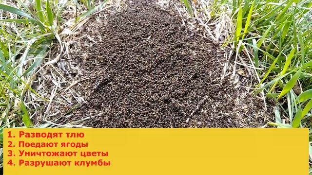 Какой вред наносят муравьи на участке. Срочно вывести муравьев с огорода