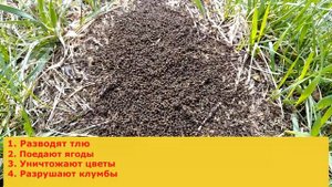 Какой вред наносят муравьи на участке. Срочно вывести муравьев с огорода