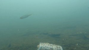 Ловля щуки на балансир.  Рыбалка 2020. Самый уловистый балансир. Зимняя рыбалка на реке 2020.