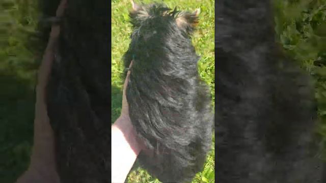 Щенок Йоркширского терьера.Девочка