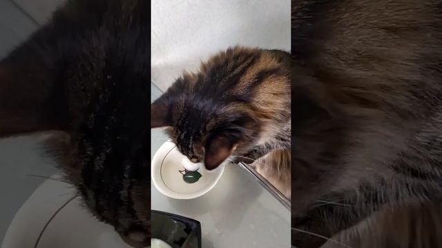 КОРМЛЕНИЕ ДИКИХ ЗВЕРЕЙ  ч. 1 ?#безкотажизньнета#братьянашименьшие#котыкошки#радость#счастье#вдоме#