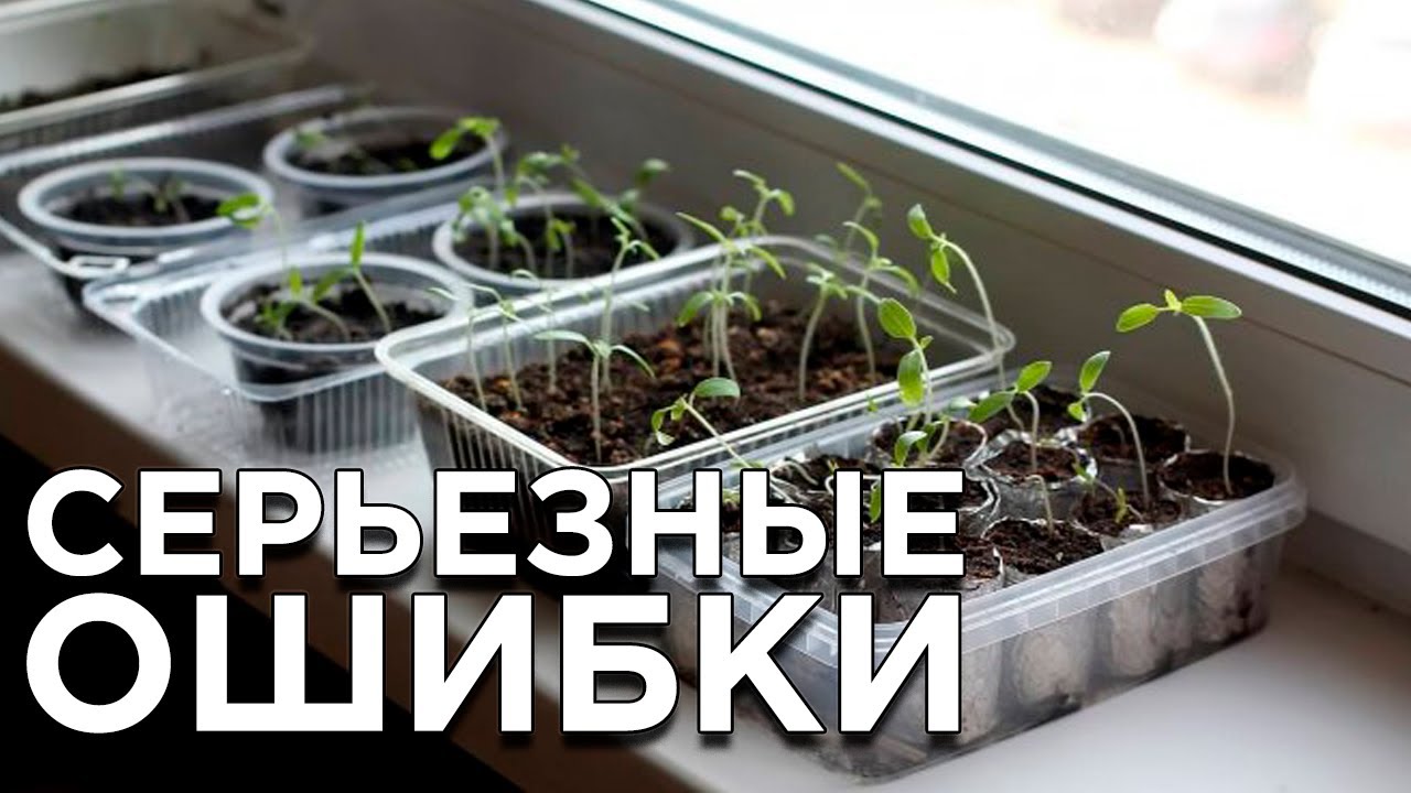 Самые серьезные ошибки при выращивании рассады в домашних условиях
