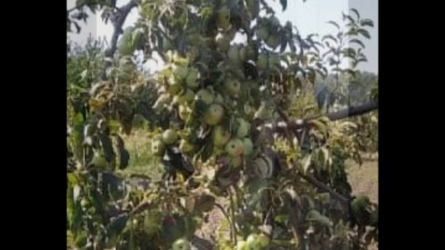 Фото с яблоками смотреть онлайн