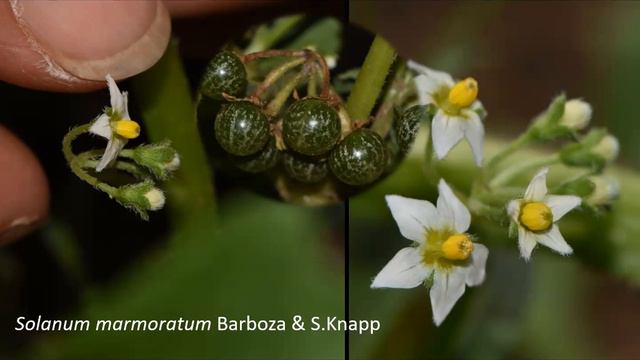 Sandy Knapp - Black nightshades – weeds or wonders? The Morelloid Clade of Solanum смотреть онлайн
