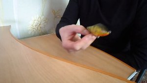 Обзор Salmo Slider 7s.