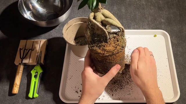 Первая пересадка и базовый уход за фикусом микрокарпа | ФИКУС ДОМА смотреть онлайн