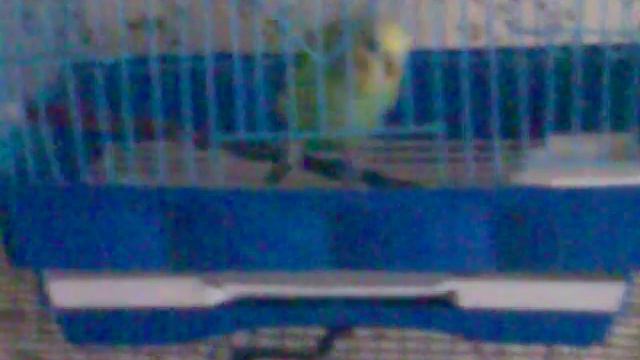 Попугай пытается выбраться из клетки) смотреть онлайн