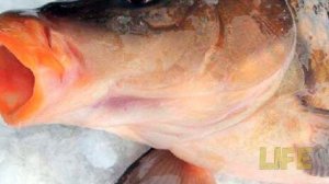 Полезные хитрости рыбалки на сазана и карпа со льда!