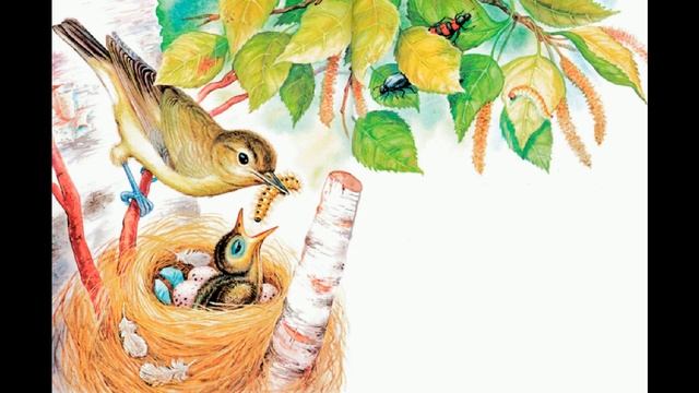 Виталий Бианки "Подкидыш" любимые рассказы для детей. смотреть онлайн