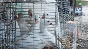 Птичий рынок/Ярмарка? г.Кропоткин 26.11.23. / обзор птицы #цены #птичийрынок #ярмарка