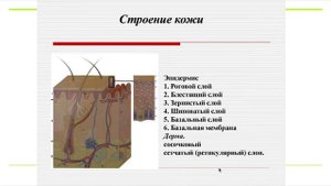 Строение и функции кожи