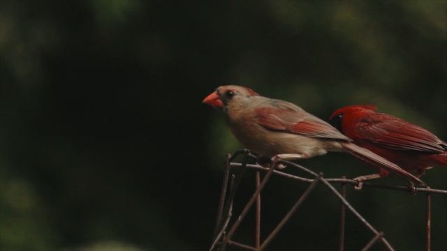 Радостные мотивы.Расслабление, душевное спокойствие, музыка перед сном смотреть онлайн