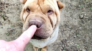 Шарпей собака Мася✅ Бегаю за собакой и играюсь с собакой породы шарпей❗❗❗