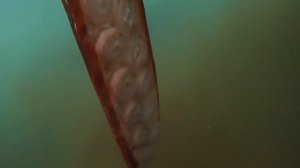 Architeuthis (гигантский кальмар) — самый крупный из существующих кальмаров.