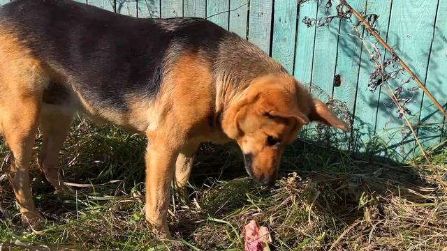 СКАНДАЛ С ХЕЙТЕРАМИ / НАШЛИ ЩЕНКОВ / Кормим Бездомных Собак смотреть онлайн