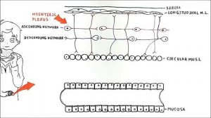 The enteric nervous system