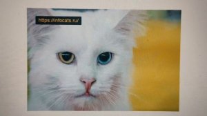 Кошки с разноцветными глазами: что за причина, норма это или отклонение