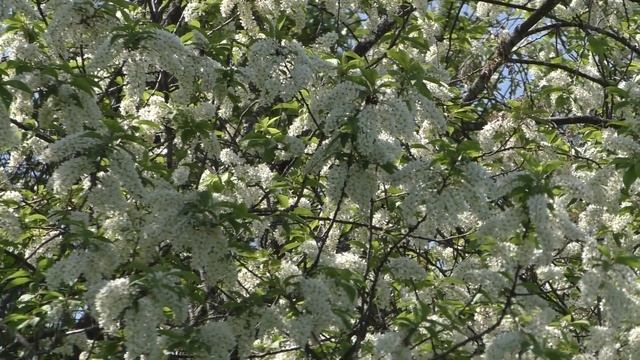 Цветение тёрна и черёмухи / Blackthorn and bird cherry blooming смотреть онлайн
