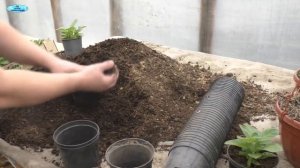 Лёгкая перевалка растений- полезный лайфхак!