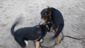 Подрались не на шутку! Бой собак! Щенки немецкой овчарки разбушевались!