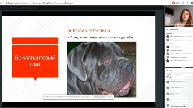 Патологии век у собак и кошек: вводная лекция. Лектор Наталья Вологжанина. #убвк_офтальмология смотреть онлайн