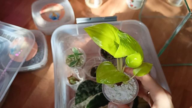 комнатные растения, переселение смотреть онлайн