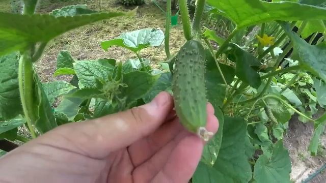 Огурцы прут и не болеют, внесите под Огурцы в июле августе! 100% Копеечное рабочее средство! смотреть онлайн