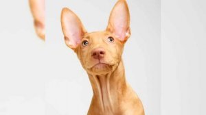 Pharaoh Hound or Kelb tal Fenek. Pros and Cons, Price, How to choose, Facts, Care, History