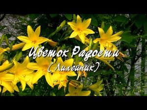 Цветок Радости (Лилейник). Дачные картинки.